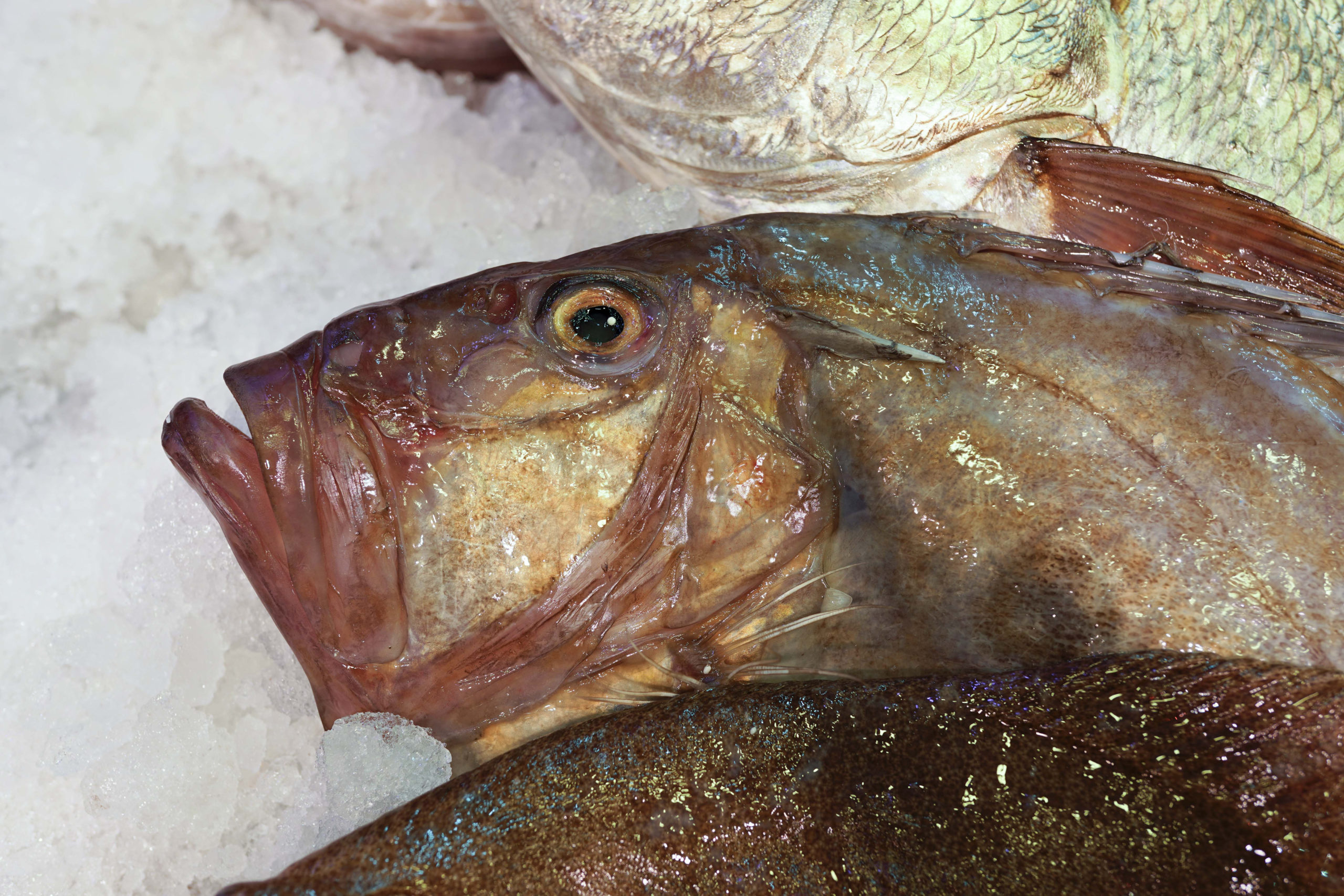 Mercamadrid presenta su concurso nacional Cocinando el Mar