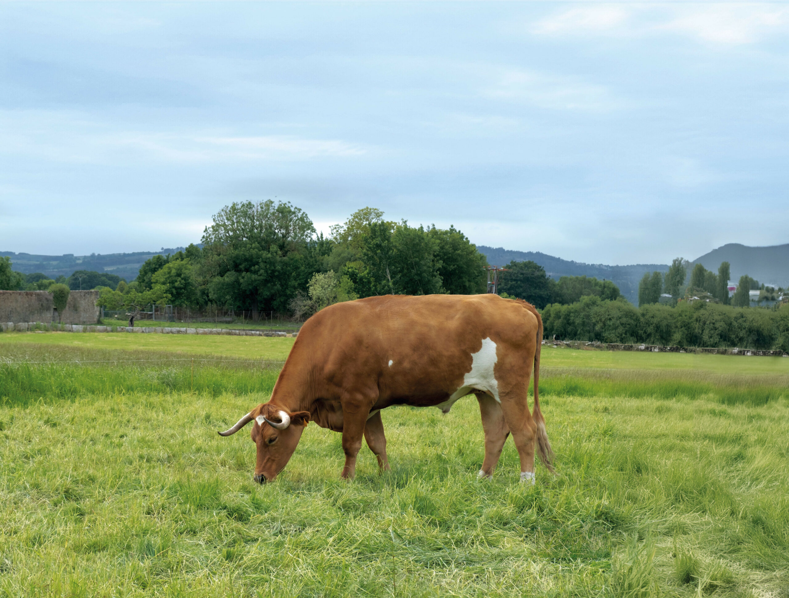 Eurostars incorpora a su oferta gastronómica carne de buey de producción propia