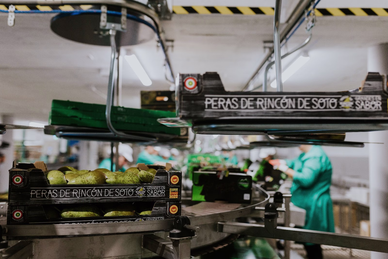 Peras de Rincón de Soto recoge 19,3 millones de kilos